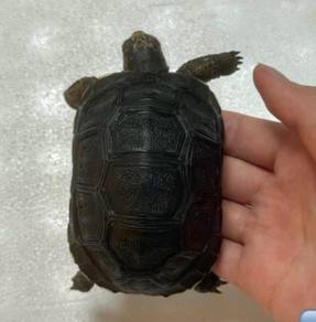 Aldabra