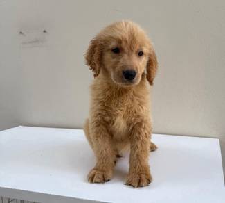 Golden retriever 