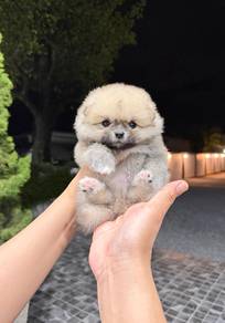 Pomeranian Sable Tiny Male Puppy PROMO