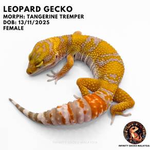 Leopard Gecko Tangerine Tremper Cicak JB 柔佛新山豹纹守宫