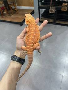 Bearded Dragon