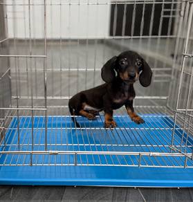 Male Dachshund puppy
