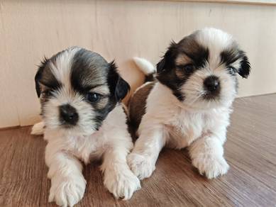 Shih Tzu 