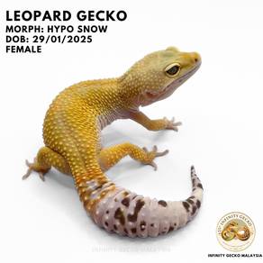 Leopard Gecko Breeder Malaysia Hypo Snow Johor豹纹守宫