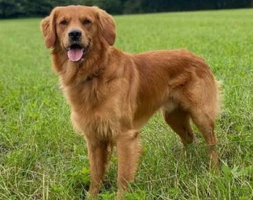 1Pair Golden Retriever Adult 3 years old