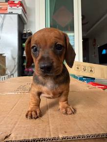 Daschunds F