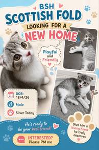 BSH scottish Fold