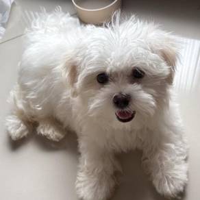 T3848 Tippy-toed Maltese adorable white dog with b