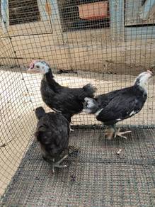 anak ayam Dongxiang 