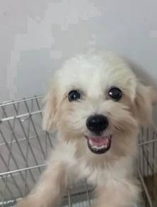 Maltese with MKA Female puppy