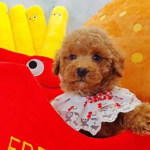 Poodle