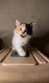 Mainecoon mix Turkish anggora