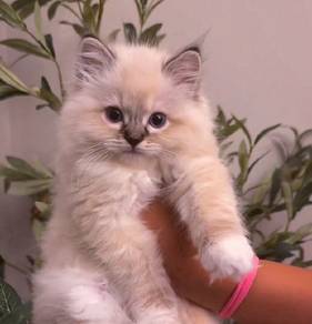 Ragdoll Kitten