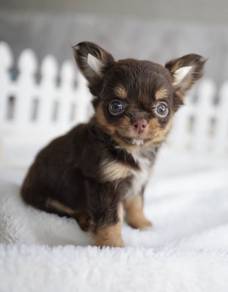 CHIHUAHUA PUPPIES 150🌷Head Apple Bonnie Dog