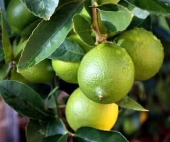 Anak pokok Limau Kasturi limau Nipis