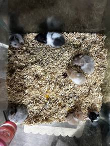 Hamster Syrian