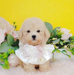 Poodle