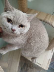british short hair lilac male 