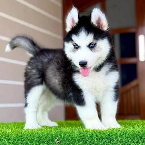 husky black and white 