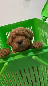 Toy poodle puppy