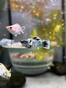 Zebra Molly