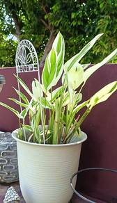 Pokok Variegata