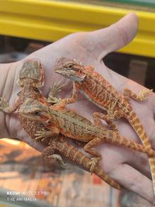 bearded dragon