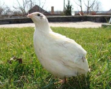 burung puyuh putih