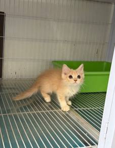 Persian kitten