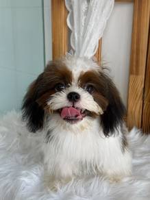 Pure Breed Shih Tzu (Male) 6 months old 纯种西施 男宝宝