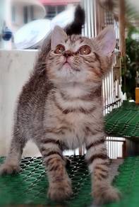 British Shorthair Kitten