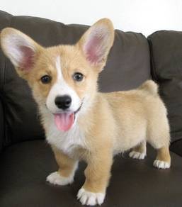 F4436 Sillygoose Corgi adorable big ears little pu