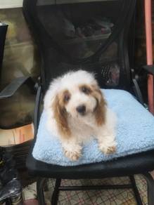 cockapoo 