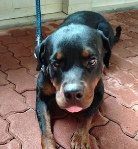 Rottweiler Female 2 years old