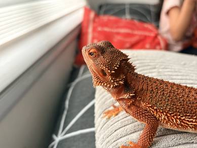 Bearded dragon