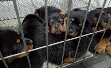 Rottweiler 