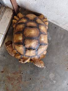 Sulcata Tortoise - Licensed Sulcata Tortoises