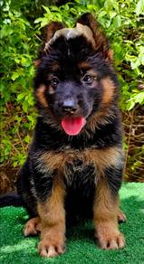 GERMAN SHEPHERD PUPPIES GSD185 🐻 Good structure