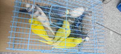 burung baji cantik Dan murah