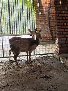 Rusa sika