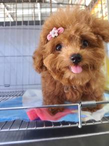 Maltipoo 