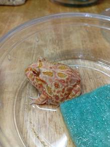 Pacman Frog 