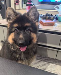 German Shepherd