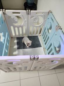 Small size Bichon puppy for rehomed