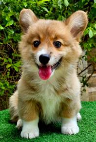 CORGI PUPPIES C175 🌻 Lovely Male Female