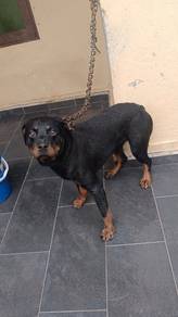 Female Rottweiler
