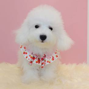 Maltipoo