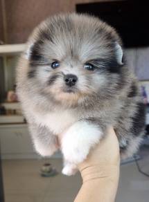 POMERANIAN PUPPIES P150 available cute cute