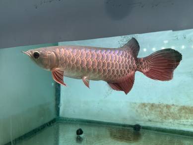 Arowana MGBB
