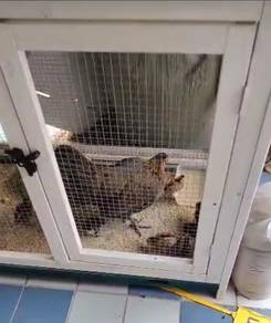 Anak Ayam Hutan Kacuk